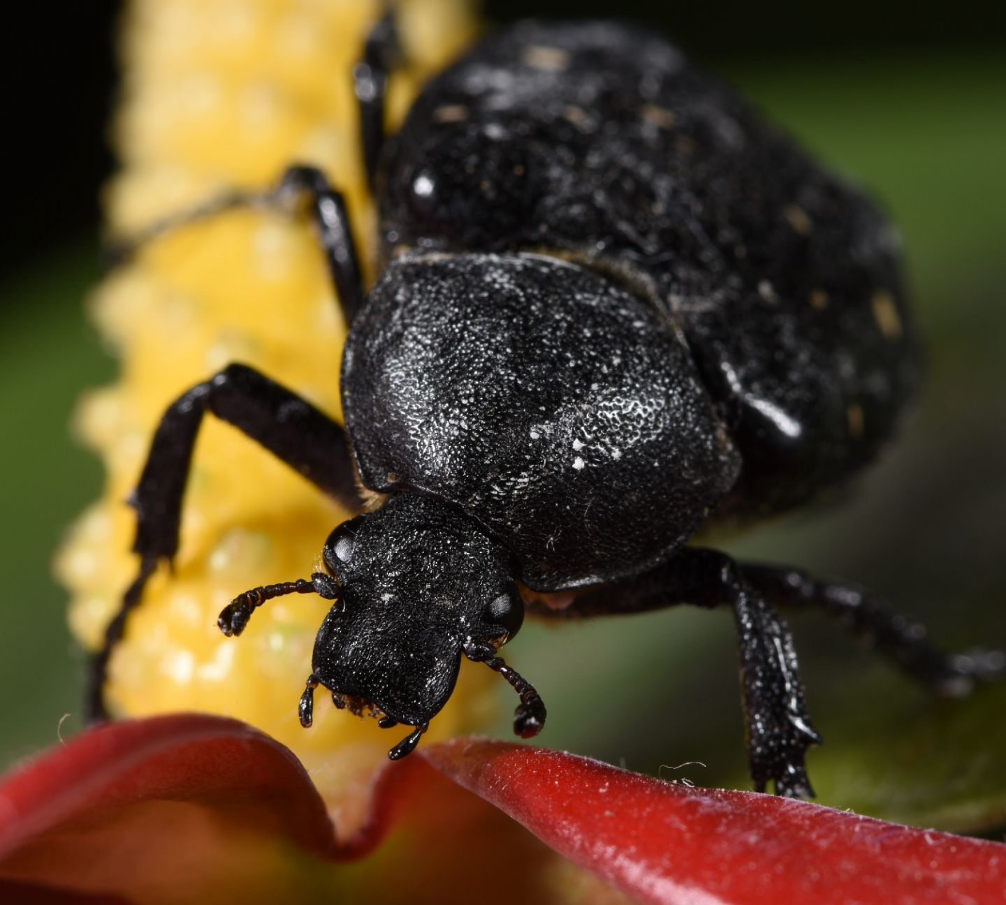 Cetoniidae Trichiini: Gnorimus variabilis